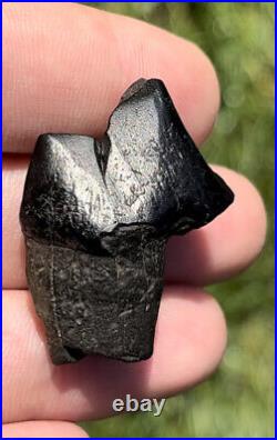 Dire Wolf Carnassial Tooth Fossil 1 1/4 Smilodon Bone Florida RARE Make Offer