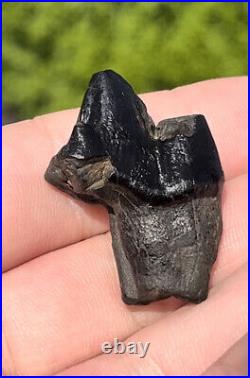 Dire Wolf Carnassial Tooth Fossil 1 1/4 Smilodon Bone Florida RARE Make Offer