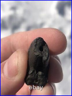 Dire Wolf Carnassial Tooth Fossil 1 1/4 Smilodon Bone Florida RARE Make Offer