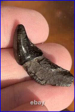 Dire Wolf Incisor Tooth Fossil Florida Ice Age RARE Smilodon Bone FIRE SALE