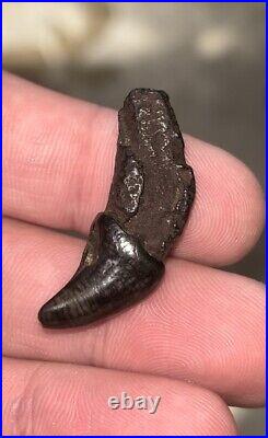 Dire Wolf Incisor Tooth Fossil Florida Ice Age RARE Smilodon Bone FIRE SALE