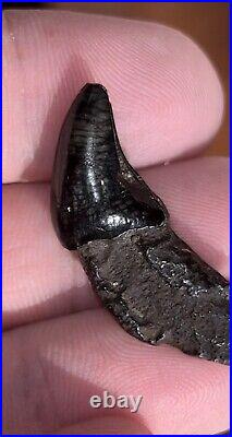 Dire Wolf Incisor Tooth Fossil Florida Ice Age RARE Smilodon Bone FIRE SALE