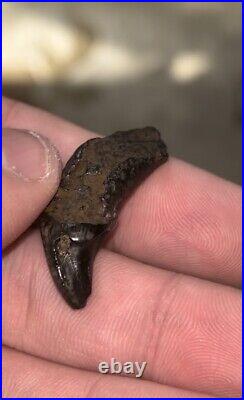 Dire Wolf Incisor Tooth Fossil Florida Ice Age RARE Smilodon Bone FIRE SALE