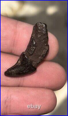 Dire Wolf Incisor Tooth Fossil Florida Ice Age RARE Smilodon Bone FIRE SALE