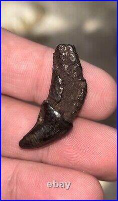 Dire Wolf Incisor Tooth Fossil Florida Ice Age RARE Smilodon Bone FIRE SALE