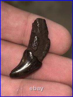 Dire Wolf Incisor Tooth Fossil Florida Ice Age RARE Smilodon Bone FIRE SALE