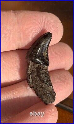 Dire Wolf Incisor Tooth Fossil Florida Ice Age RARE Smilodon Bone FIRE SALE