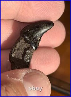 Dire Wolf Incisor Tooth Fossil Florida Ice Age RARE Smilodon Bone FIRE SALE