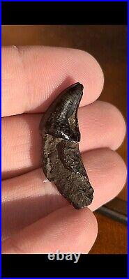 Dire Wolf Incisor Tooth Fossil Florida Ice Age RARE Smilodon Bone FIRE SALE