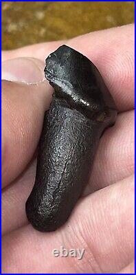 Dire Wolf Tooth Fossil Florida Bone Ice Age RARE Smilodon Make Offer