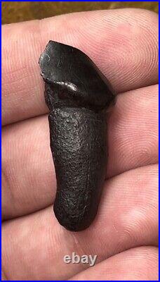 Dire Wolf Tooth Fossil Florida Bone Ice Age RARE Smilodon Make Offer