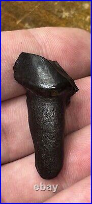 Dire Wolf Tooth Fossil Florida Bone Ice Age RARE Smilodon Make Offer