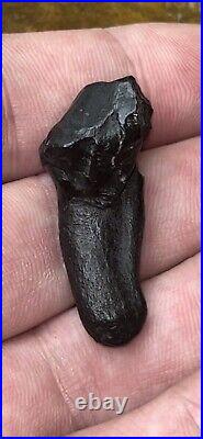 Dire Wolf Tooth Fossil Florida Bone Ice Age RARE Smilodon Make Offer