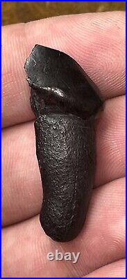 Dire Wolf Tooth Fossil Florida Bone Ice Age RARE Smilodon Make Offer