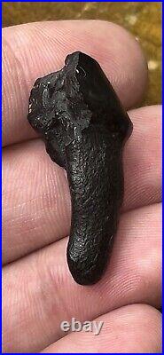 Dire Wolf Tooth Fossil Florida Bone Ice Age RARE Smilodon Make Offer