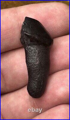 Dire Wolf Tooth Fossil Florida Bone Ice Age RARE Smilodon Make Offer