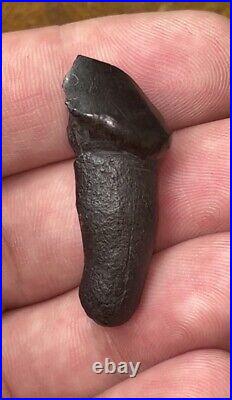 Dire Wolf Tooth Fossil Florida Bone Ice Age RARE Smilodon Make Offer