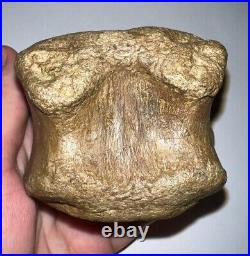 EDMONTOSAURUS Fossil Dinosaur Caudal Vertebrae Tail Bone 3.425 Inches No Repair
