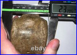 EDMONTOSAURUS Fossil Dinosaur Caudal Vertebrae Tail Bone 3.425 Inches No Repair