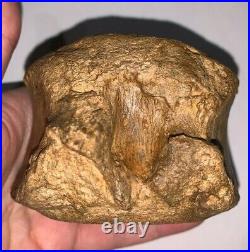 EDMONTOSAURUS Fossil Dinosaur Caudal Vertebrae Tail Bone 3.94 Inches! No Repair