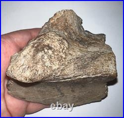 EDMONTOSAURUS Fossil Dinosaur Partial Jaw Bone Tooth Sockets 4 Inches No Repair
