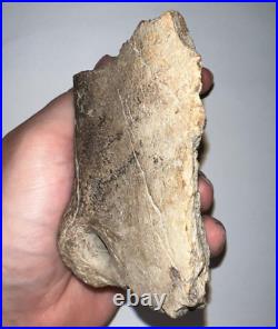 EDMONTOSAURUS Fossil Dinosaur Partial Jaw Bone Tooth Sockets 4 Inches No Repair