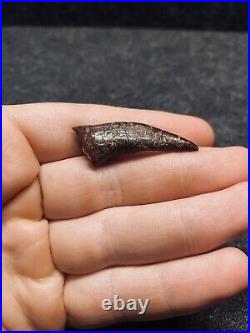 EXTREMELY RARE 4.1cm Polycotylid Plesiosaur Tooth Dinosaur Teeth Fossil Bone