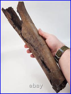 Edmontosaurus Fibula Dinosaur Bone Fossil Lance Fm. Niobrara Co, WY