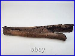 Edmontosaurus Fibula Dinosaur Bone Fossil Lance Fm. Niobrara Co, WY