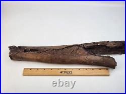 Edmontosaurus Fibula Dinosaur Bone Fossil Lance Fm. Niobrara Co, WY