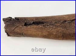 Edmontosaurus Fibula Dinosaur Bone Fossil Lance Fm. Niobrara Co, WY