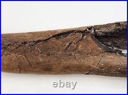 Edmontosaurus Fibula Dinosaur Bone Fossil Lance Fm. Niobrara Co, WY