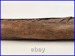 Edmontosaurus Fibula Dinosaur Bone Fossil Lance Fm. Niobrara Co, WY