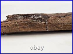 Edmontosaurus Fibula Dinosaur Bone Fossil Lance Fm. Niobrara Co, WY