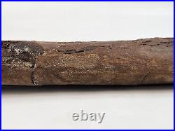 Edmontosaurus Fibula Dinosaur Bone Fossil Lance Fm. Niobrara Co, WY