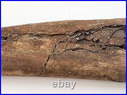 Edmontosaurus Fibula Dinosaur Bone Fossil Lance Fm. Niobrara Co, WY