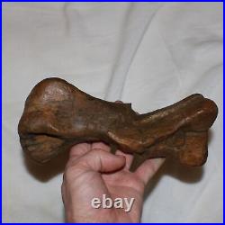 Edmontosaurus Metatarsal Bone Dinosaur Fossil Hell Creek Formation Cretaceous