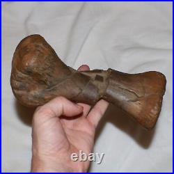 Edmontosaurus Metatarsal Bone Dinosaur Fossil Hell Creek Formation Cretaceous