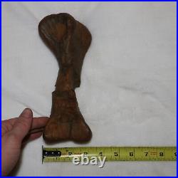 Edmontosaurus Metatarsal Bone Dinosaur Fossil Hell Creek Formation Cretaceous