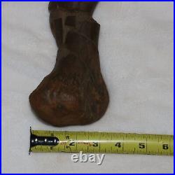 Edmontosaurus Metatarsal Bone Dinosaur Fossil Hell Creek Formation Cretaceous