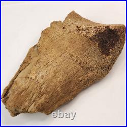 Edmontosaurus Pubis Partial Dinosaur Bone Fossil Hell Creek Fm