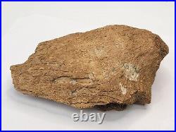 Edmontosaurus Pubis Partial Dinosaur Bone Fossil Hell Creek Fm