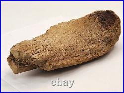 Edmontosaurus Pubis Partial Dinosaur Bone Fossil Hell Creek Fm