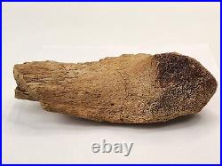 Edmontosaurus Pubis Partial Dinosaur Bone Fossil Hell Creek Fm