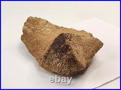 Edmontosaurus Pubis Partial Dinosaur Bone Fossil Hell Creek Fm