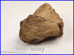 Edmontosaurus Pubis Partial Dinosaur Bone Fossil Hell Creek Fm