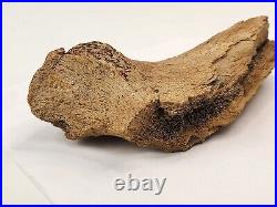 Edmontosaurus Pubis Partial Dinosaur Bone Fossil Hell Creek Fm