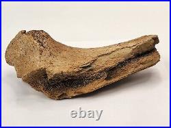 Edmontosaurus Pubis Partial Dinosaur Bone Fossil Hell Creek Fm