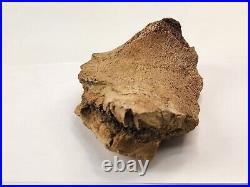 Edmontosaurus Pubis Partial Dinosaur Bone Fossil Hell Creek Fm