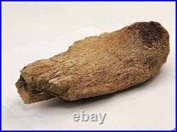 Edmontosaurus Pubis Partial Dinosaur Bone Fossil Hell Creek Fm